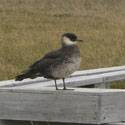 Parasitic Jaeger on the board walk.